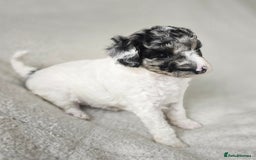 Miniature Poodle dogs for sale: SMALL SIZE MINIATURE PUPPIES RARE COLOUR DNA TEST - Image 11
