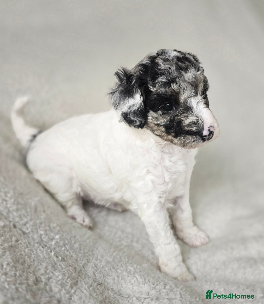Miniature Poodle dogs for sale: SMALL SIZE MINIATURE PUPPIES RARE COLOUR DNA TEST - Image 11