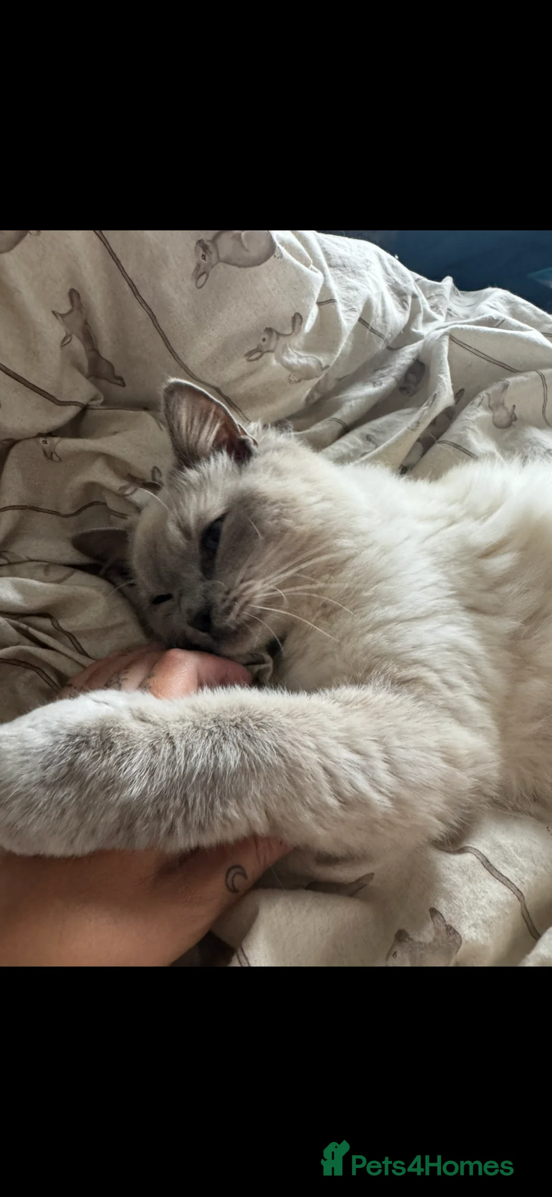 Ragdoll cats for sale: Stunning 1 year old male Ragdoll - Advert 9