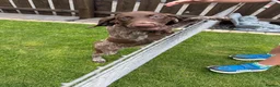 German Shorthaired Pointer dogs for sale: German Shorthaired Pointer Puppies  - Advert 17