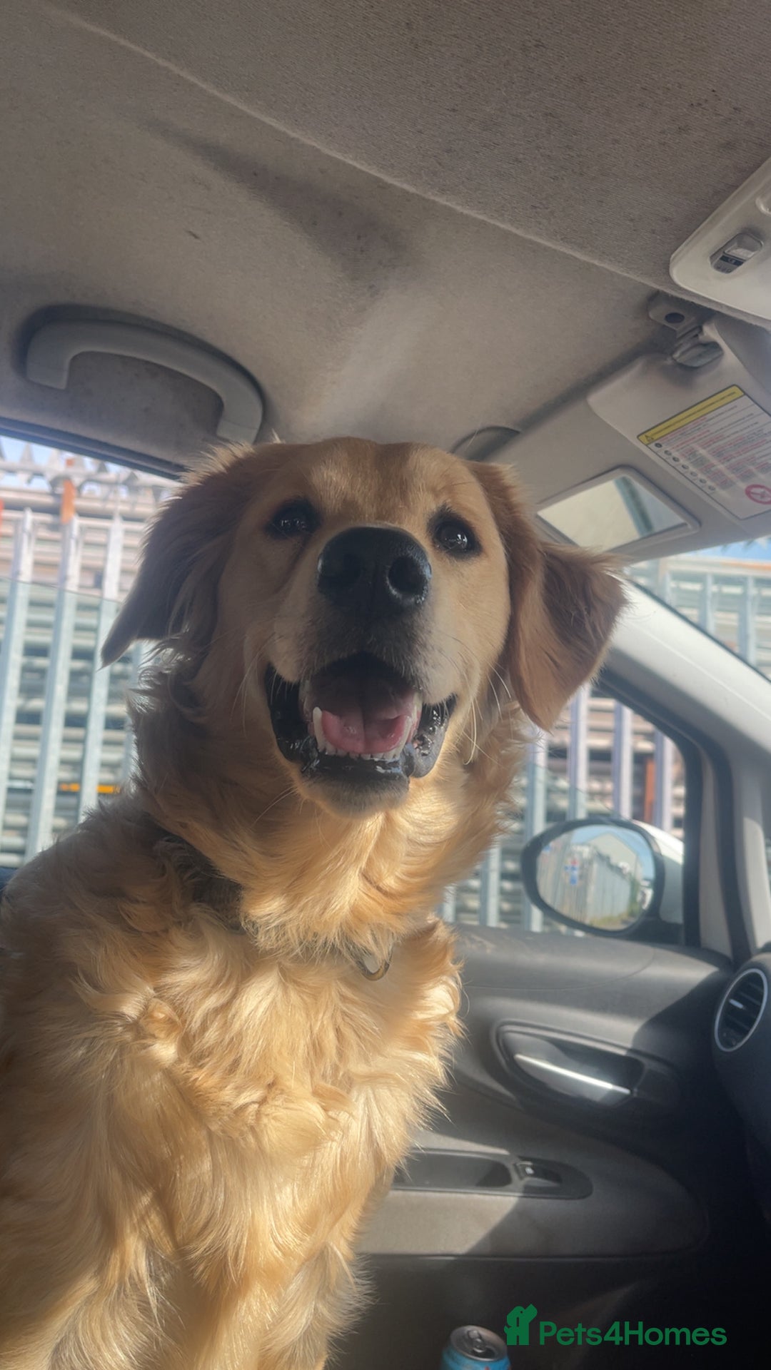 Goldador dogs for stud: Gorgeous working Goldador for stud - Advert 3