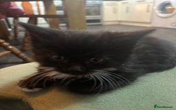 Mixed Breed cats for sale: Five beautiful kittens - Image 4