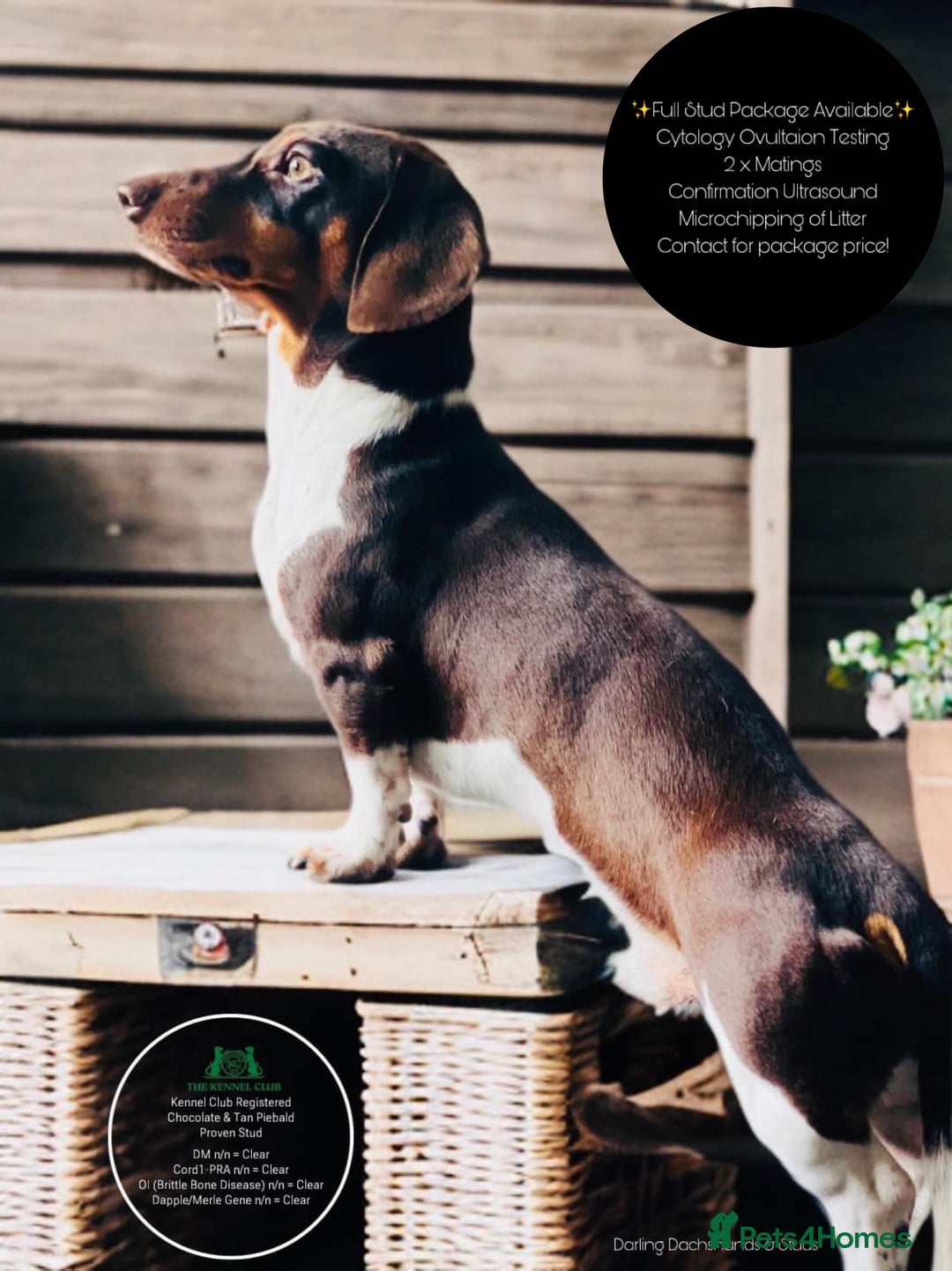 Miniature Dachshund dogs for stud: KC Miniature Dachshund in Corby - Advert 1