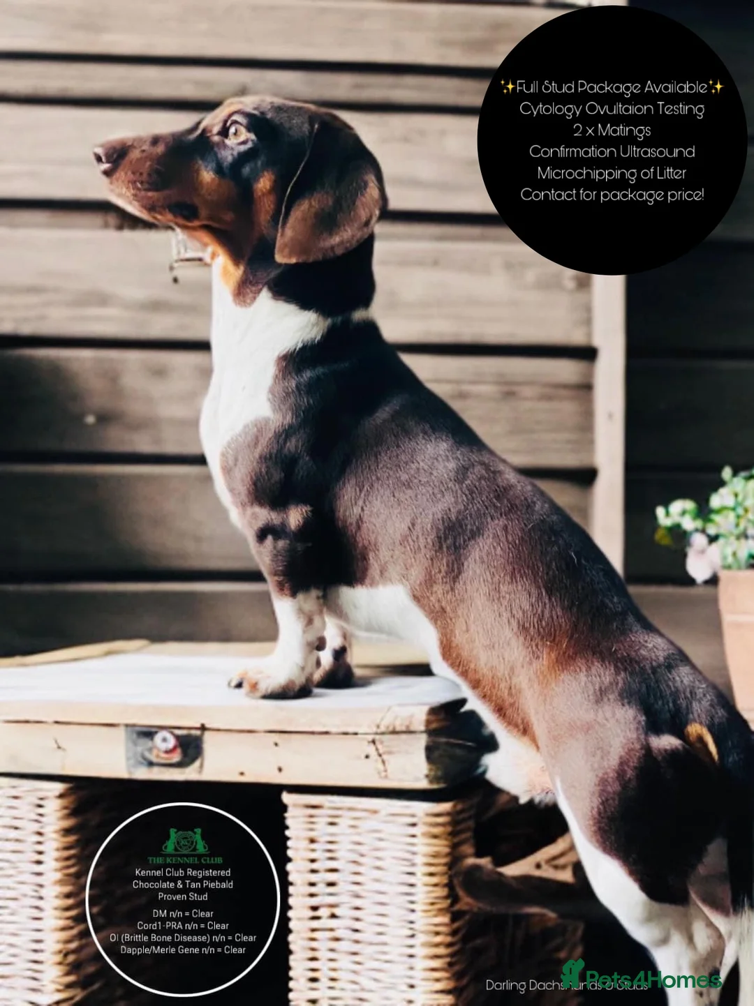 Miniature Dachshund dogs for stud: KC Miniature Dachshund in Corby - Advert 1