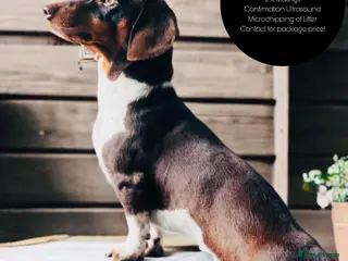 Miniature Dachshund dogs KC Miniature Dachshund in Corby - Advert 8