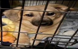Mixed Breed dogs for adoption: Meet Bambi, currently residing in Bristol - Image 5