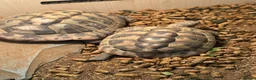 Tortoise reptiles for sale: 3 x Hermann Tortoises (2 x 6 yrs & 1 x 3 yrs - Advert 4