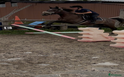 Irish Thoroughbred horses for sale: X3 super types with amazing temperaments  - Image 10