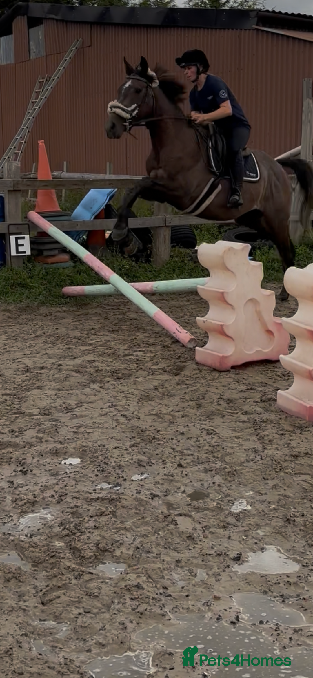 Irish Thoroughbred horses for sale: X3 super types with amazing temperaments  - Image 10