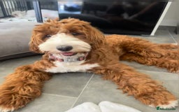 Australian Labradoodle dogs for sale: Australian Labradoodle  - Image 2