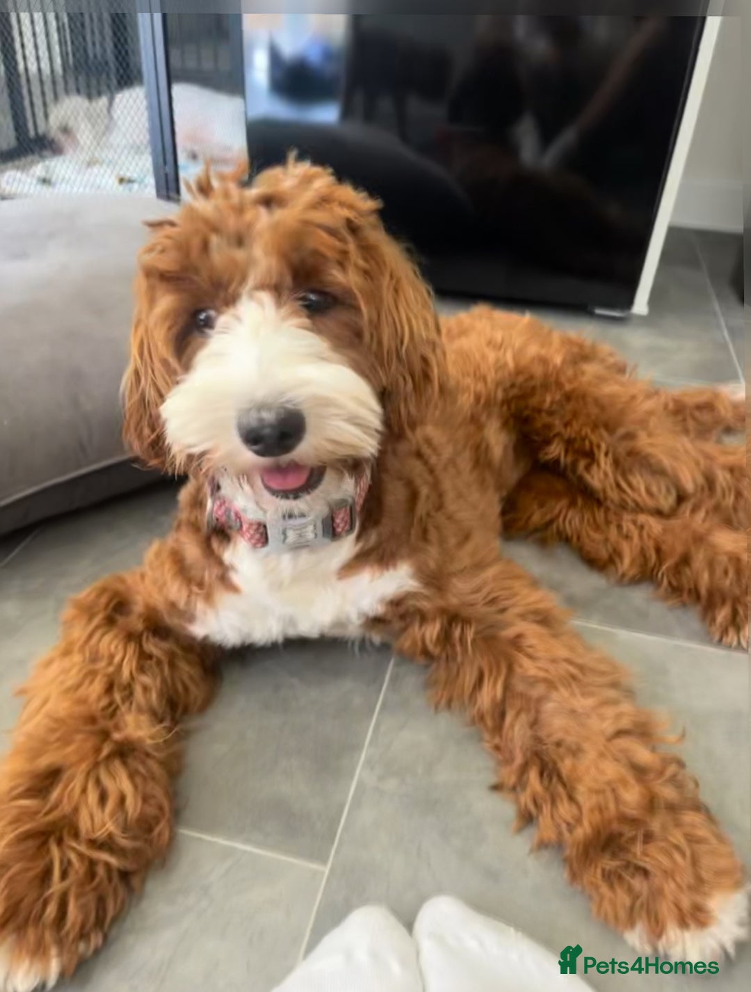 Australian Labradoodle dogs for sale: Australian Labradoodle  - Image 2