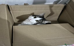British Longhair cats for sale: New home for little Pasha! - Image 2