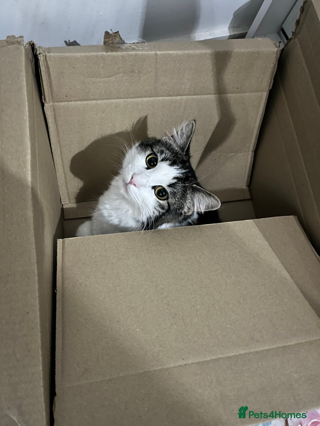 British Longhair cats for sale: New home for little Pasha! - Image 2