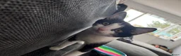 Domestic Shorthair cats for sale: 5 Months old Domestic Shorthair - Advert 4