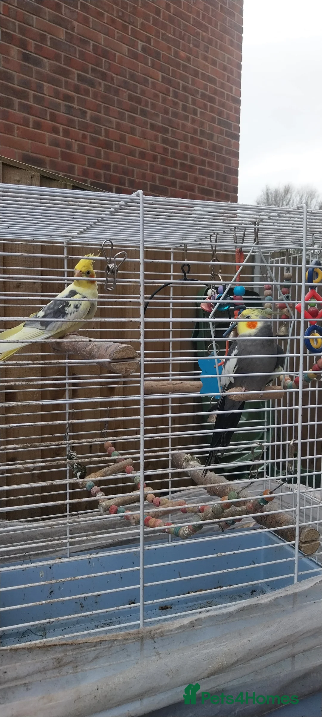 Cockatiels birds for sale: Stunning male cocktails  in Leamington Spa - Advert 3