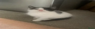 Mixed Breed Kitten 2