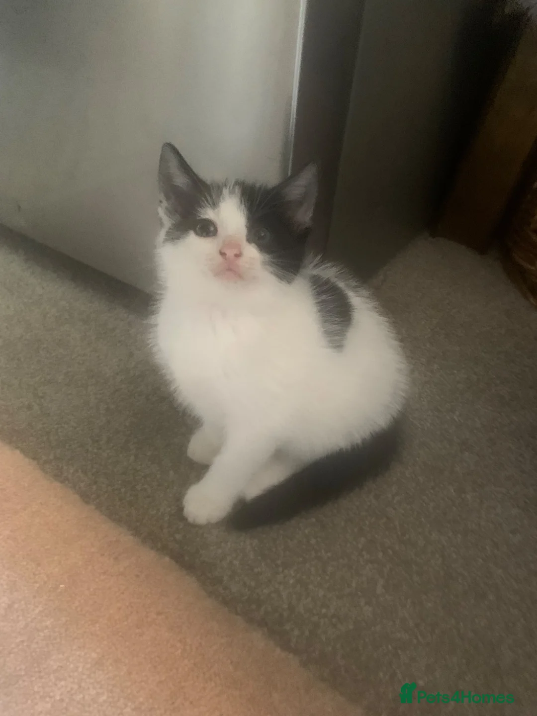 Mixed Breed cats for sale: Adorable kittens  - Advert 26