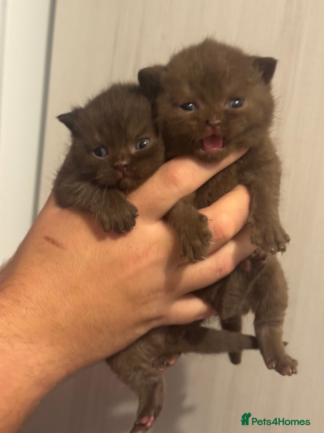 British Shorthair cats for sale: Gccf Champion Sired British Shorthair Kittens  - Image 7