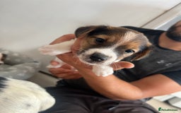 Jack Russell dogs for sale: 4 beautiful healthy jack Russel puppies  - Image 7