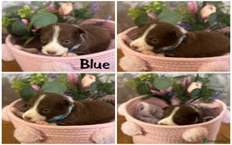Border Collie dogs for sale: KC Reg Red + White Border Collie Puppies - Image 4