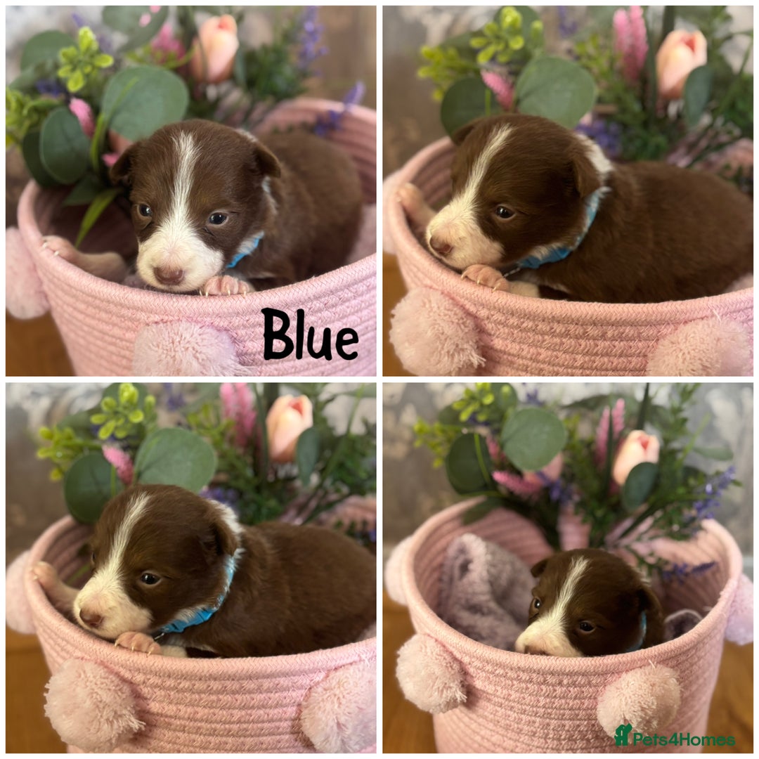 Border Collie dogs for sale: KC Reg Red + White Border Collie Puppies - Image 4