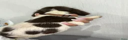 English Springer Spaniel dogs for sale: Springer spaniel puppy’s 🐶 - Advert 7
