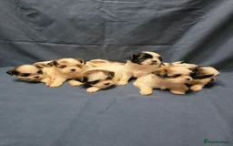 Shih Tzu dogs for sale: Passionates shih tzu - Image 9