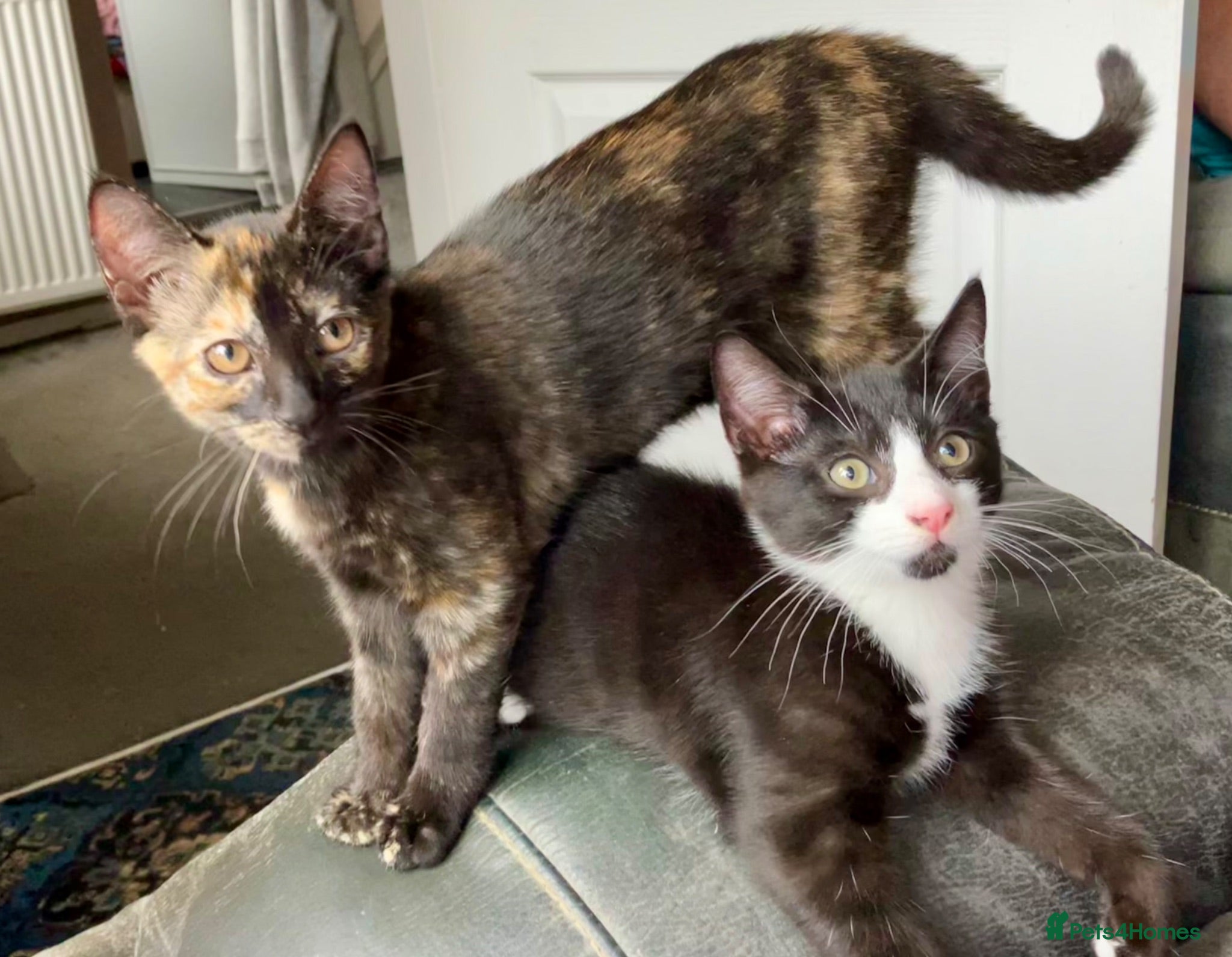 Mixed Breed cats 2 Lovely kittens for sale (1 boy, 1 girl) - Advert 17