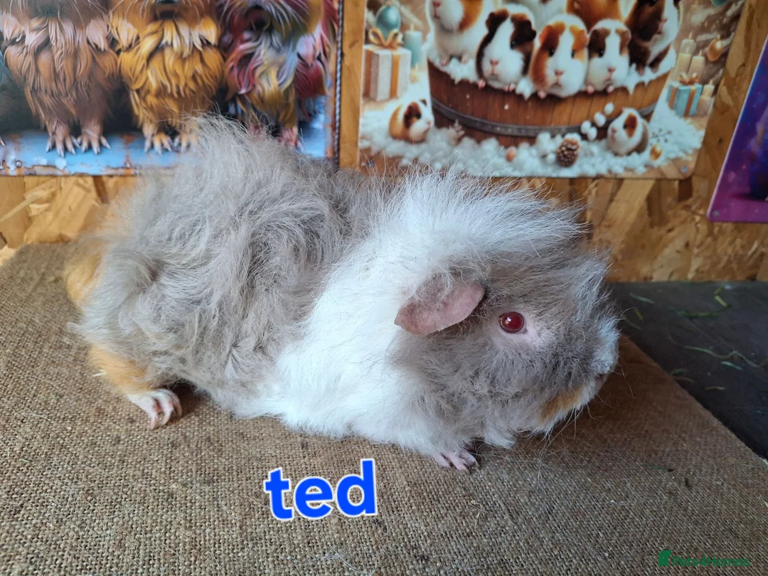 Guinea Pig rodents for sale: Lunkarya  - Advert 2
