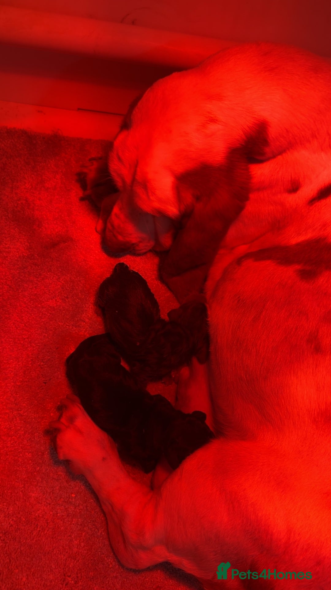 Mixed Breed dogs for sale: Beautiful Basset Hound x’s - Image 12