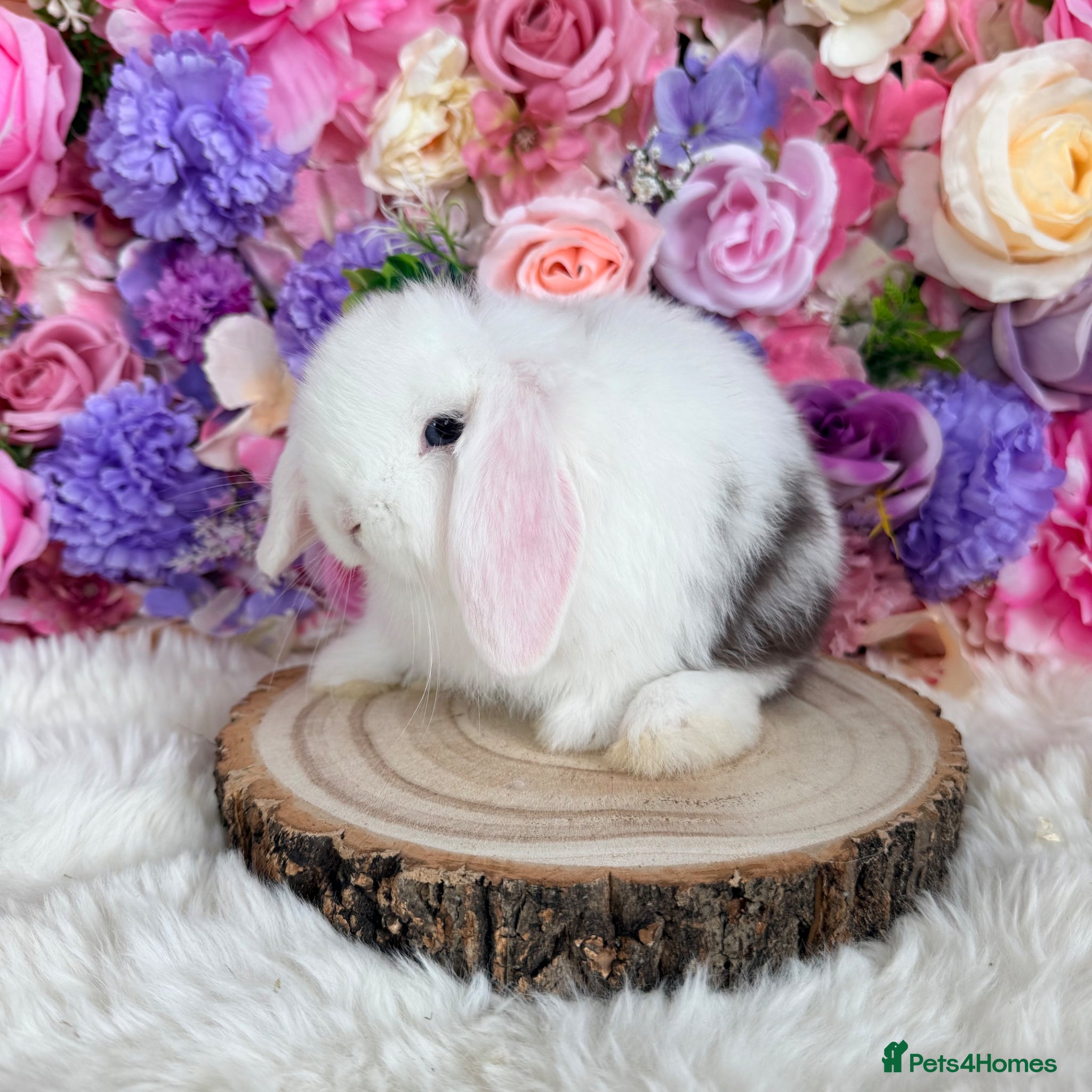 Mini Lop rabbits 🌸 Friendly Mini Lop adults & dm lionlops 🌸 xxx - Advert 15