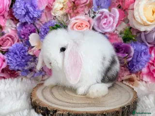 Mini Lop rabbits 🌸 Friendly Mini Lop adults & dm lionlops 🌸 xxx - Advert 15