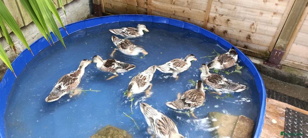 Ducks poultry for sale: Beautiful Miniature Appleyard Ducks  in Sutton-in-Ashfield - Advert 2