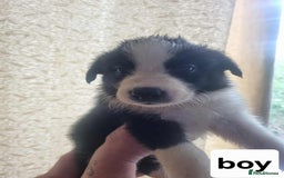 Border Collie dogs for sale: Border collie puppies  - Image 2