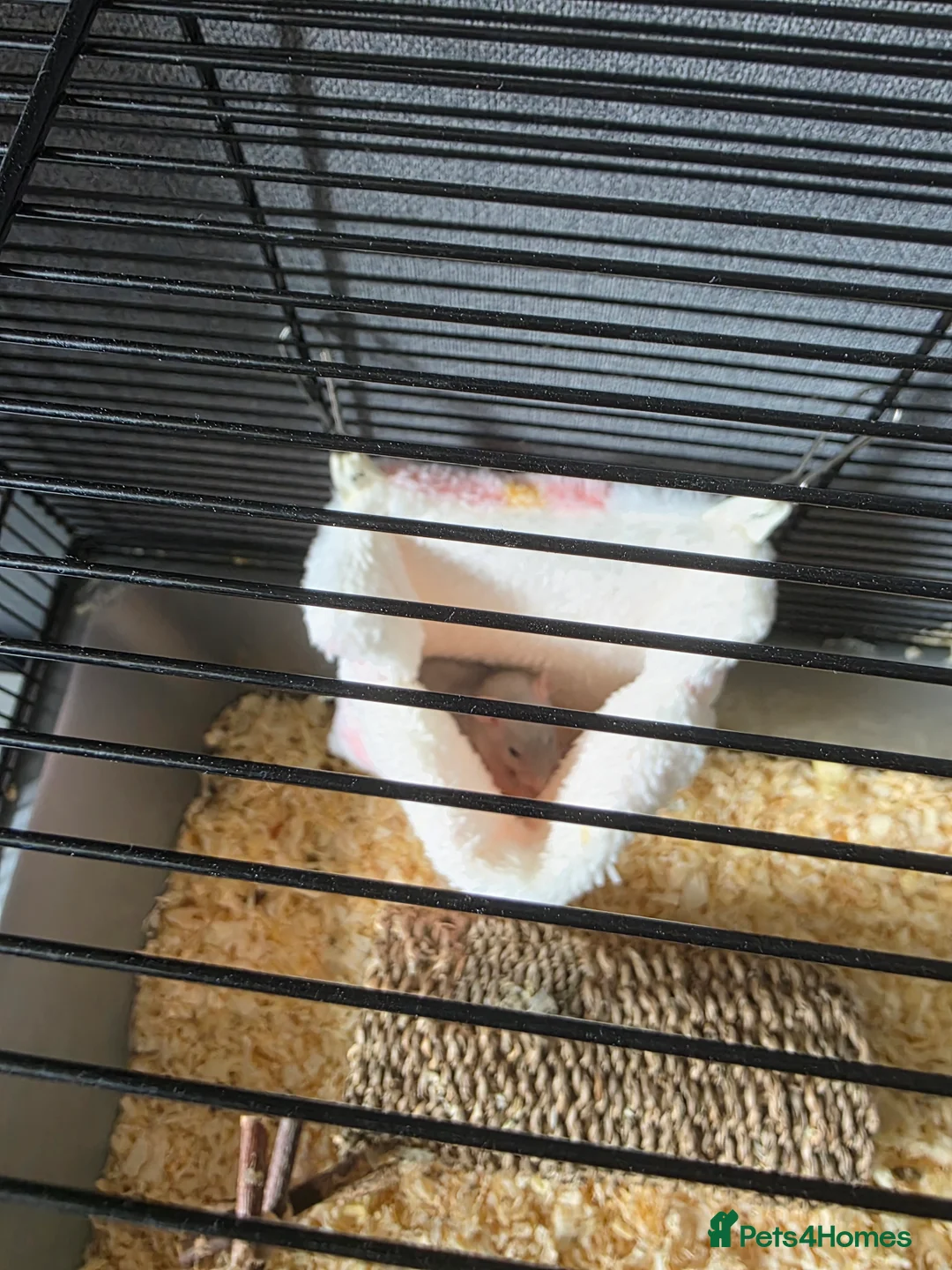 Rat rodents for sale: Baby rats  - Advert 7