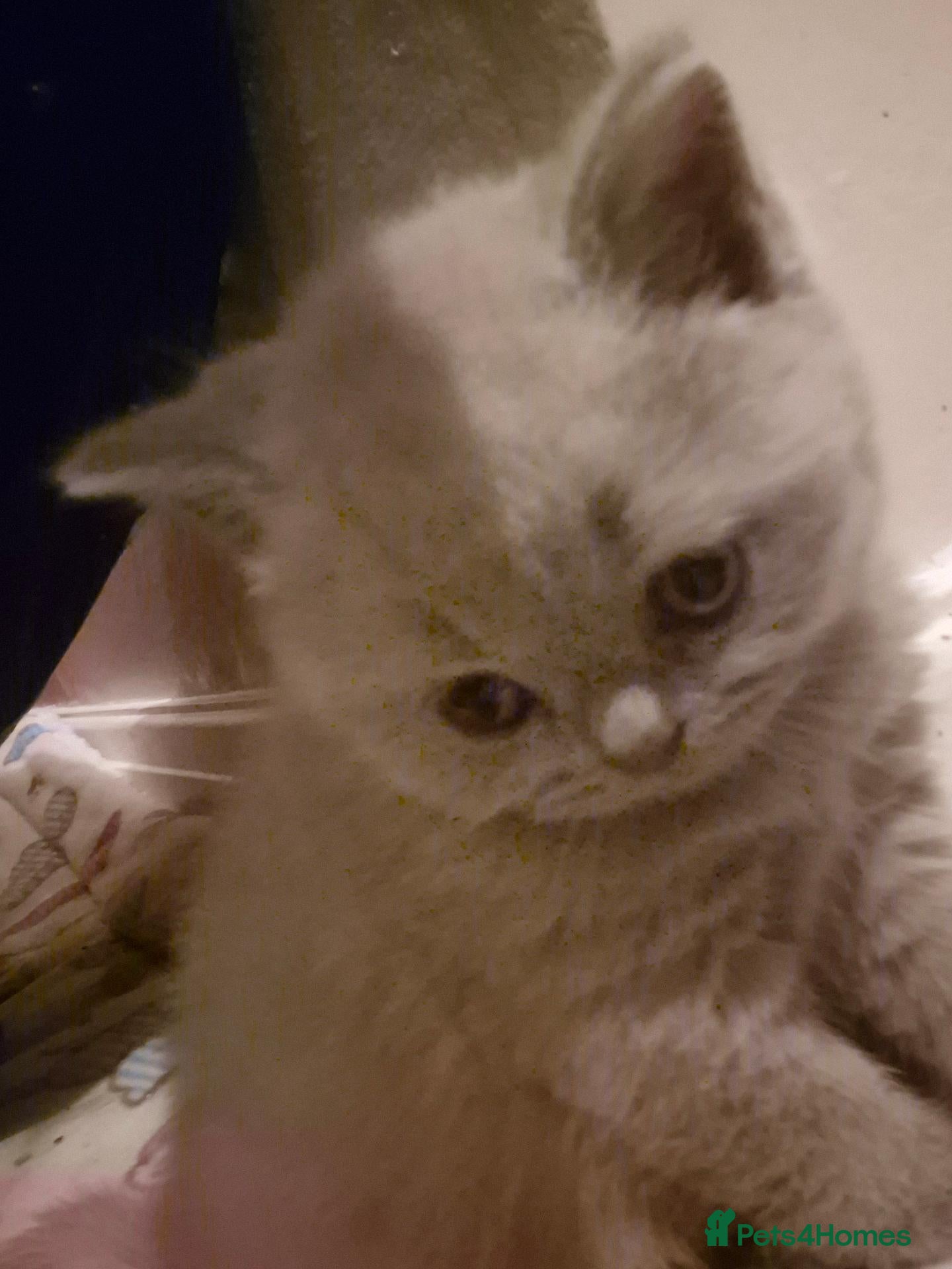 British Shorthair cats British shorthair - Advert 2