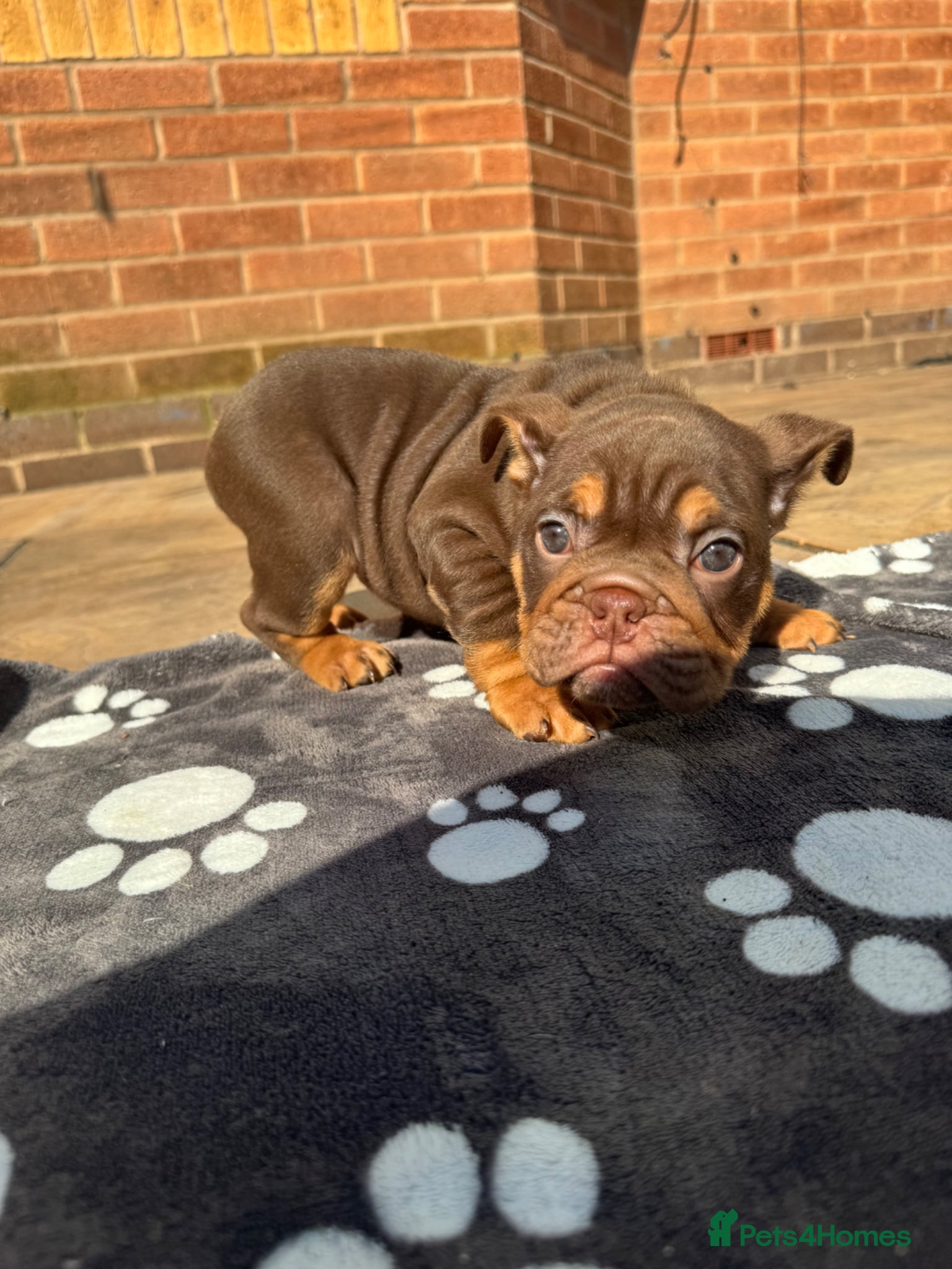 English Bulldog dogs Bettie x sorento son of 007 ready to leave🧬 - Advert 5