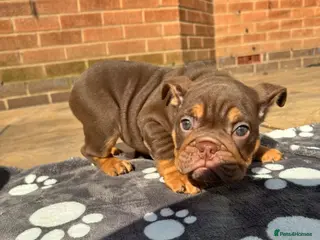English Bulldog dogs Bettie x sorento son of 007 ready to leave🧬 - Advert 5