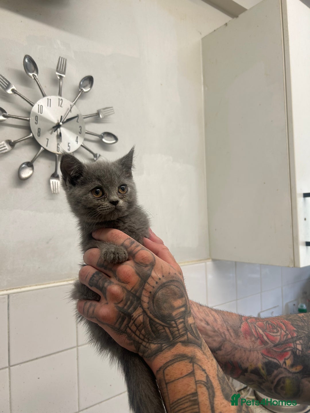 British Shorthair cats for sale: Full British short hair adorable kittens - Image 6