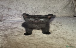 Mixed Breed cats for sale: Male and female kitten for sale  - Image 4