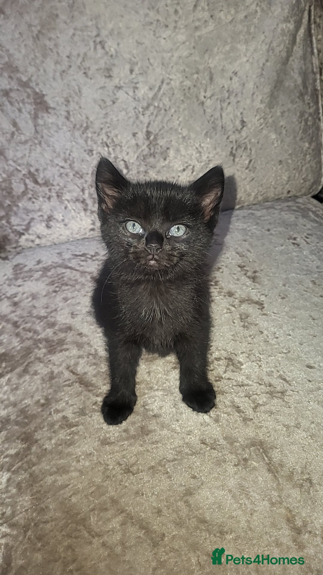 Mixed Breed cats for sale: Male and female kitten for sale  - Image 4