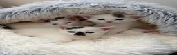 Mixed Breed cats for sale: Beautiful Kittens  - Advert 1