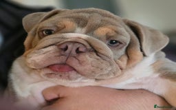 English Bulldog dogs for sale: English bulldog puppy  - Image 3