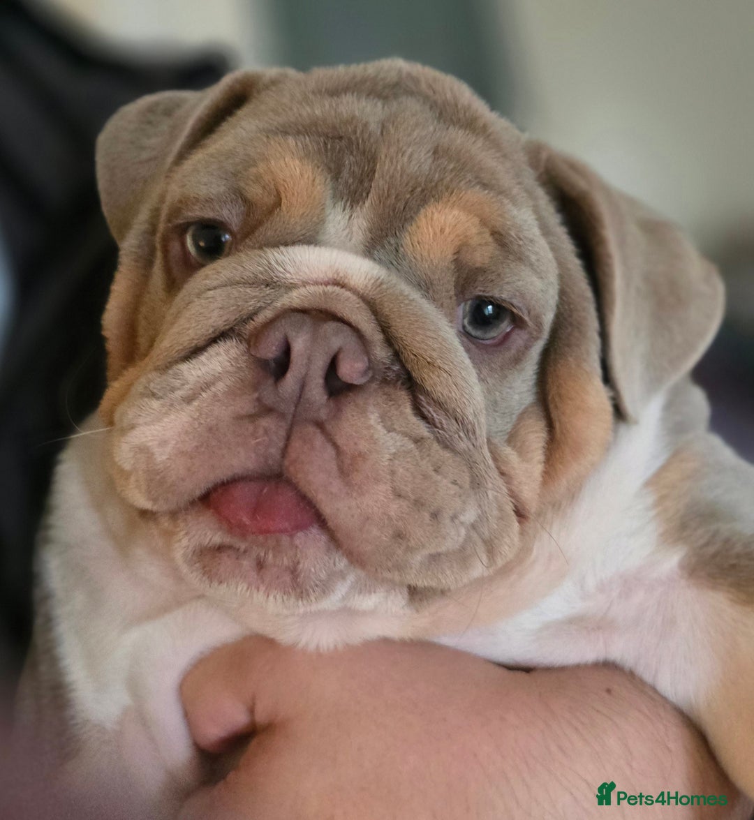 English Bulldog dogs for sale: English bulldog puppy  - Image 3