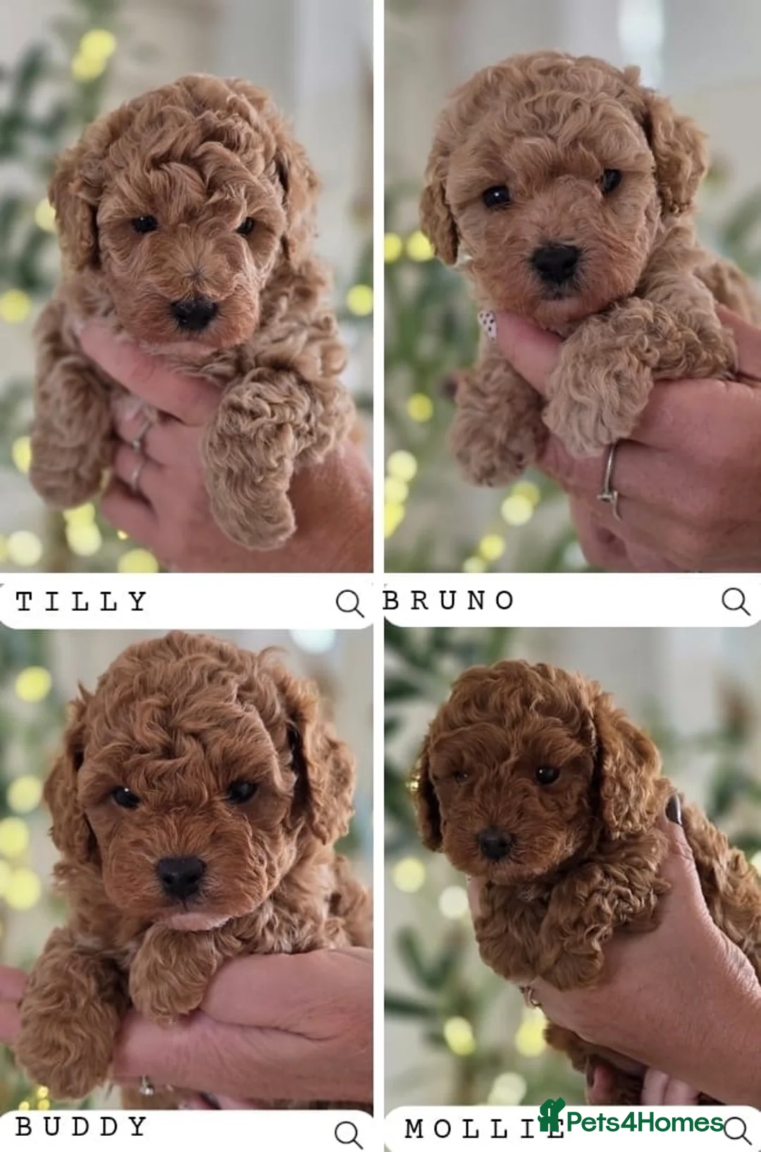 Cavapoo dogs for sale: 5*Beautiful Health tested F2b Cavapoo Puppies  - Advert 1