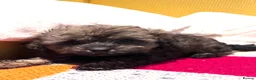 Shih Tzu dogs for sale: WAITING LIST Toy Shihpoo Puppies - Advert 11