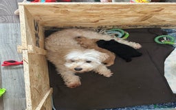 Maltipoo dogs for sale: Beautiful cheeky maltipoo, ball of fluff - Image 14