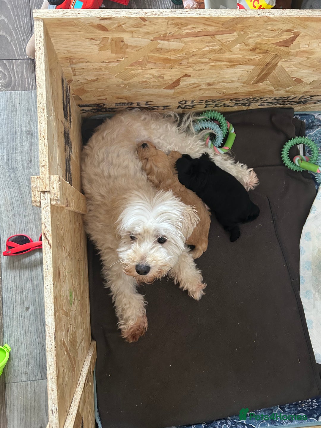 Maltipoo dogs for sale: Beautiful cheeky maltipoo, ball of fluff - Image 14