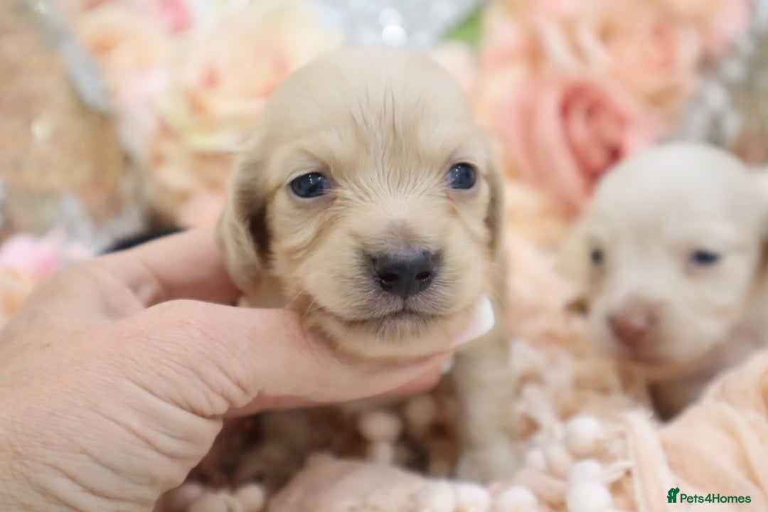 Miniature Dachshund dogs for sale: KC Longhair Miniature Dachshund Puppies - Image 5