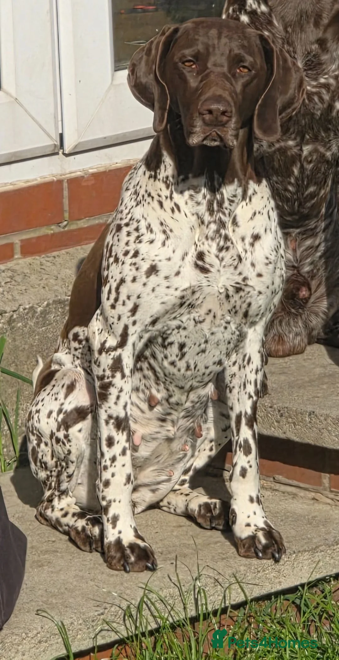 German Shorthaired Pointer dogs for sale: KC Registered German Shorthaired Pointer Puppies - Advert 1